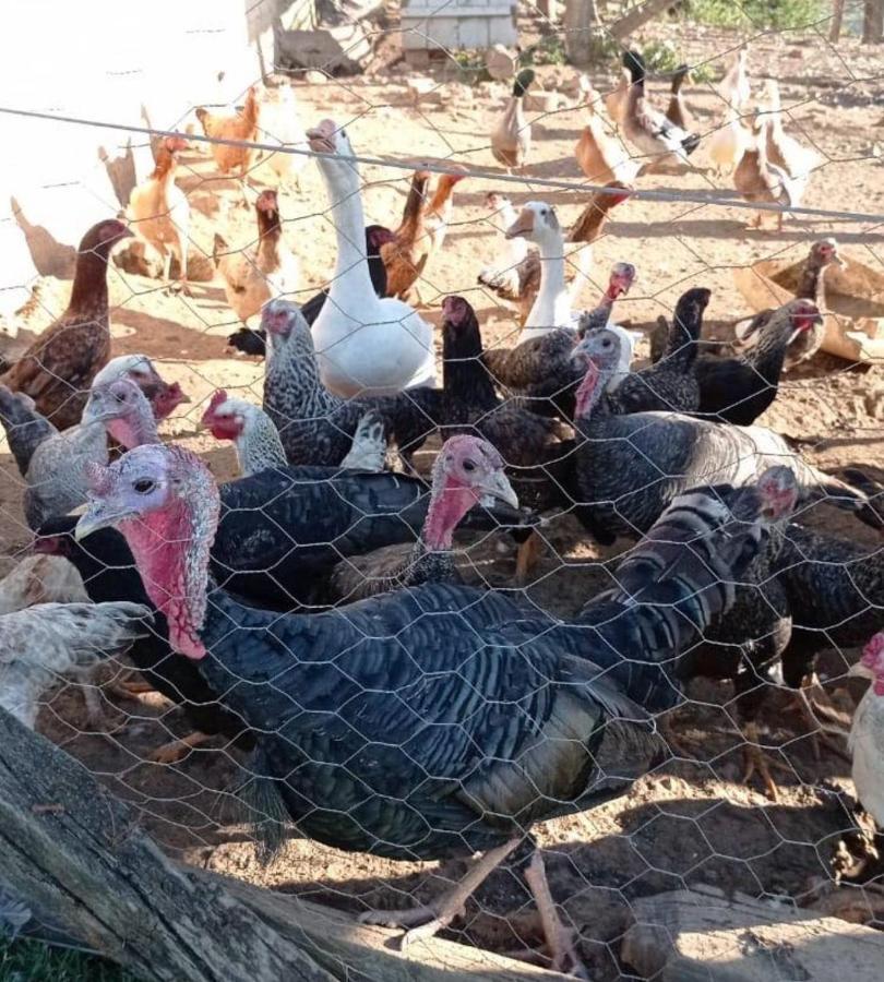 Sitio No Interior De Sp Para Curtir A Natureza 아구아스 다 프라타 외부 사진