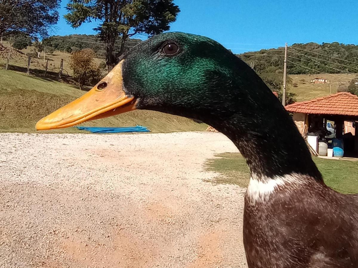 Sitio No Interior De Sp Para Curtir A Natureza 아구아스 다 프라타 외부 사진